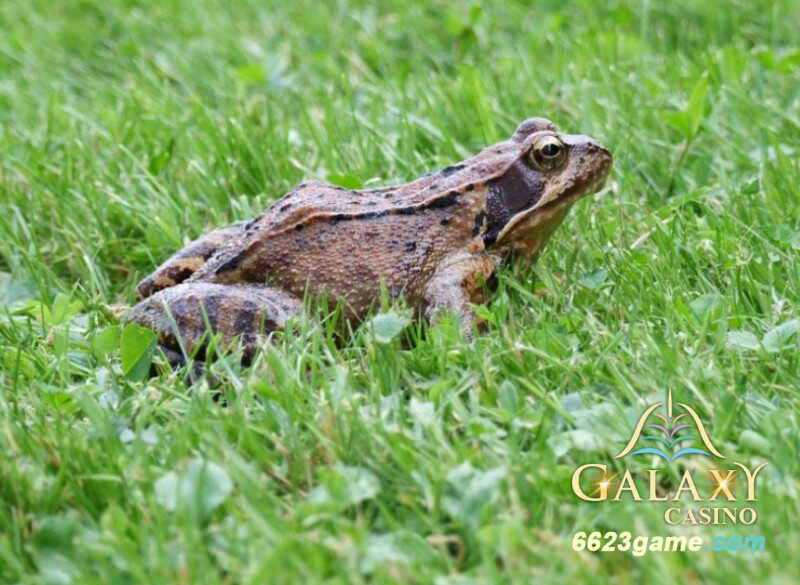 Bạn sắp gặp được bạn đời khi nằm mơ thấy ếch nhảy trên bãi cỏ