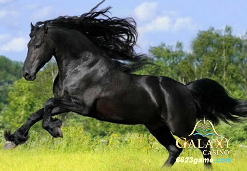 Bạn sẽ gặp nhiều thuận lợi khi mơ thấy ngựa màu đen